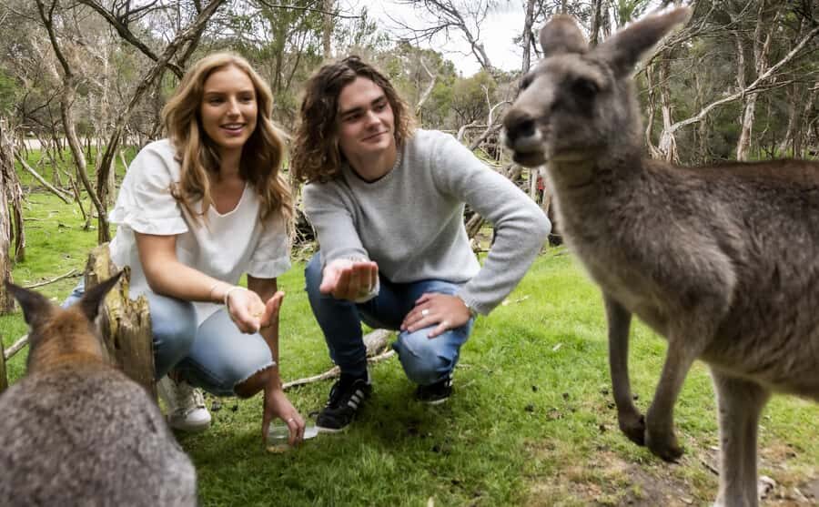 From Melbourne: Penguin Parade, Koalas & Kangaroos - Who this tour is best for