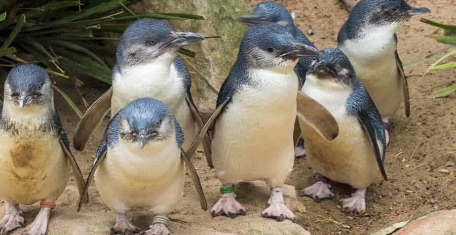 From Melbourne: Penguin Parade, Koalas & Kangaroos - Nobbies Tourist and Information Center and the Nobbies Boardwalk