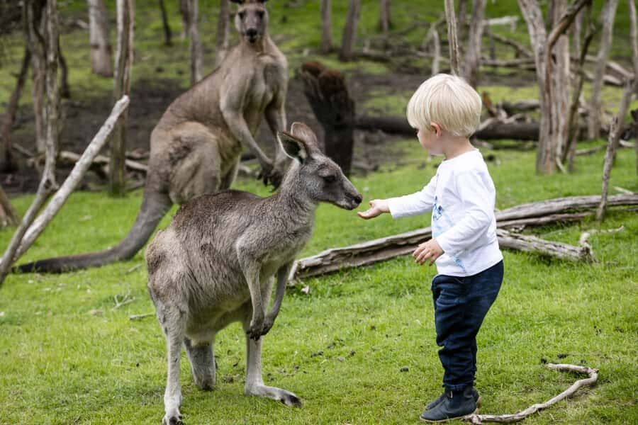 From Melbourne: Penguin Parade, Koalas & Kangaroos - Phillip Island Penguin Parade: dinner, crowds, and how to watch well