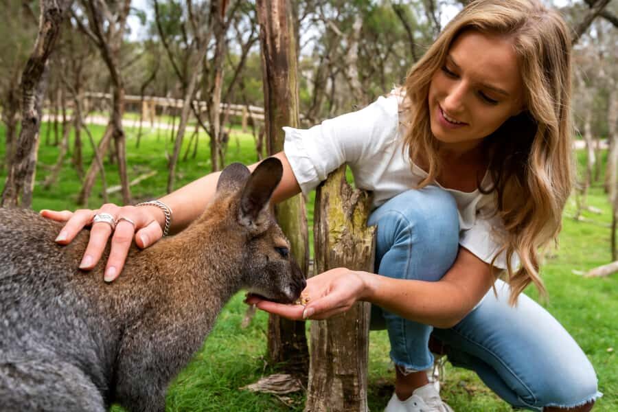 From Melbourne: Penguins and Wildlife Nature Day Tour - The Fast Case for This Melbourne to Phillip Island Wildlife Day