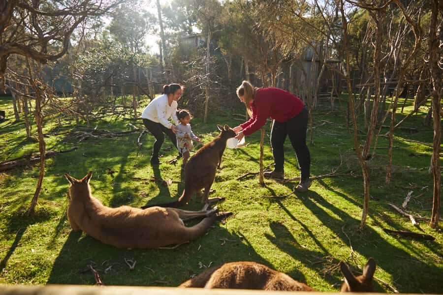 From Melbourne: Penguins and Wildlife Nature Day Tour - Moonlit Sanctuary: Wallabies, Koalas, and Tasmanian Devils Up Close