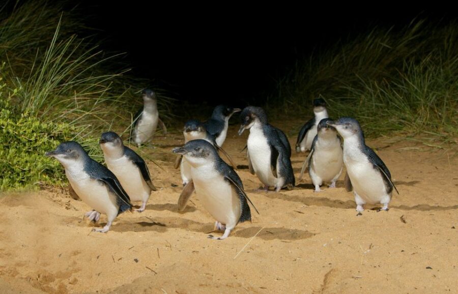 From Melbourne: Penguins and Wildlife Nature Day Tour - How the 12 Hours Actually Play: Timing, Pace, and Drop-Offs