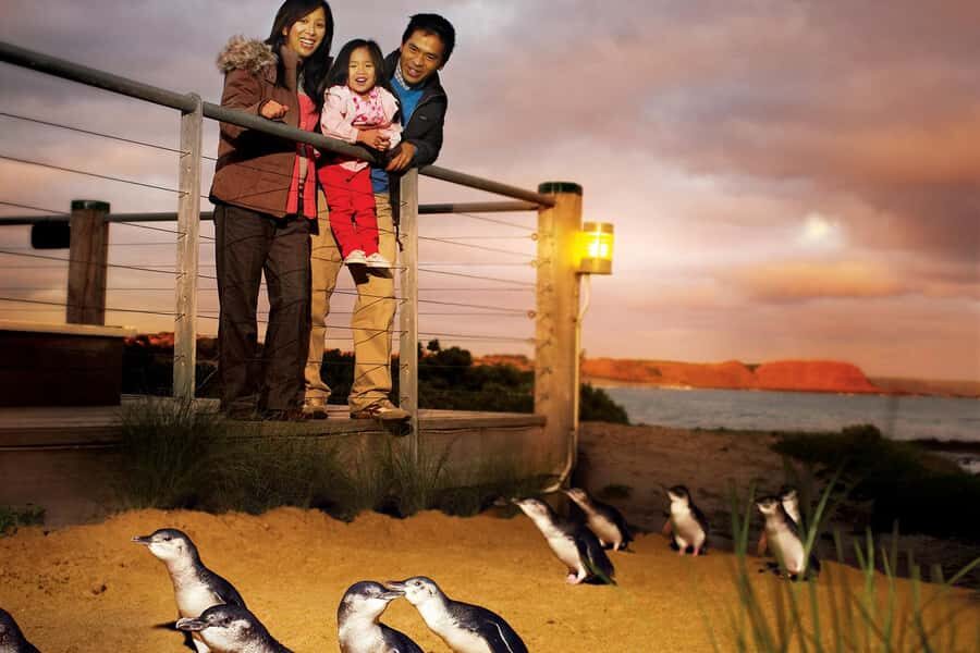 From Melbourne: Phillip Is Penguin Parade & Koala Reserve - A Fast-Focused Day on Phillip Island From Melbourne