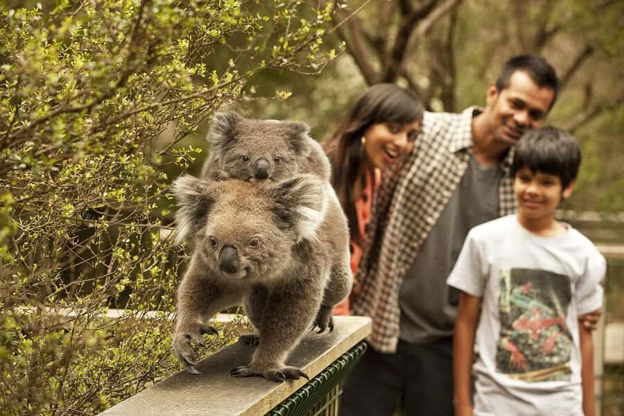 From Melbourne: Phillip Is Penguin Parade & Koala Reserve - Brighton Beach Boxes and San Remo Quick Hits