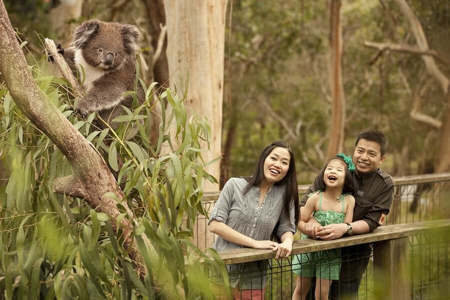 From Melbourne: Phillip Is Penguin Parade & Koala Reserve - Cowes, Seal Rocks, and the Nobbies Centre Boardwalk