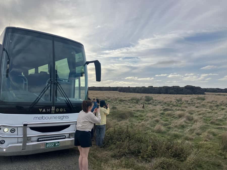 From Melbourne: Phillip Is Penguin Parade & Koala Reserve - Wallabies on a Scenic Cliff Drive Dirt Road