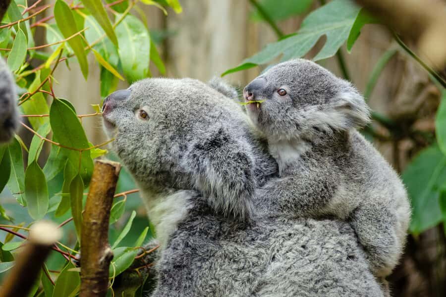 From Melbourne: Phillip Island and Penguin Parade Day Tour - Key things to know before you go
