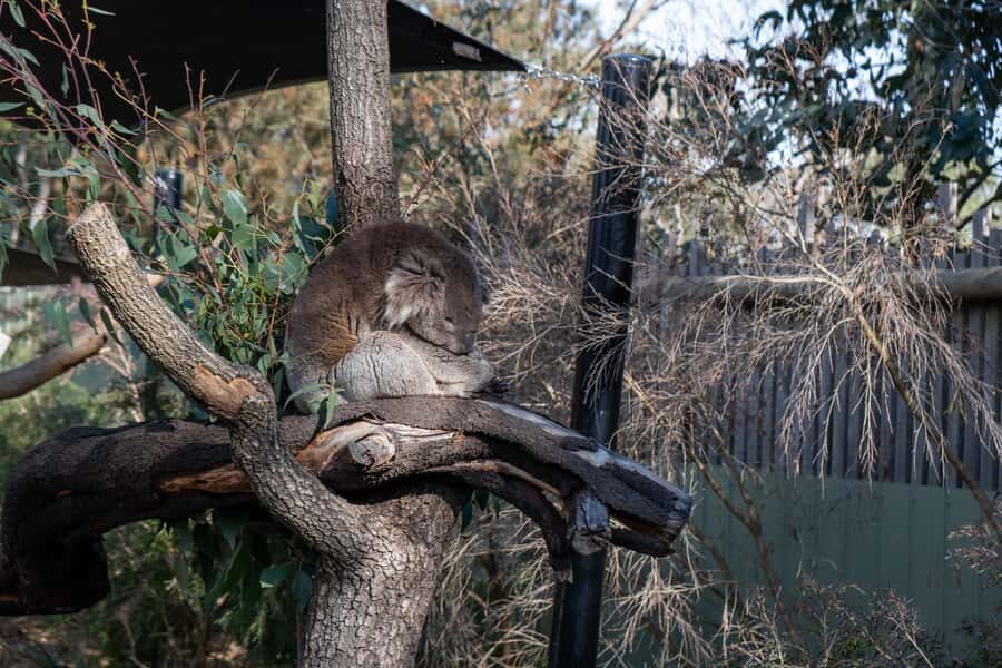 From Melbourne: Phillip Island and Penguin Parade Day Tour - From Melbourne pickup to Phillip Island driving time