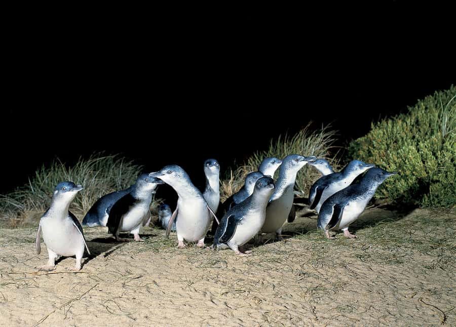 From Melbourne: Phillip Island and Penguin Parade Day Tour - Cape Woolamai: beach time and a reset between animal stops