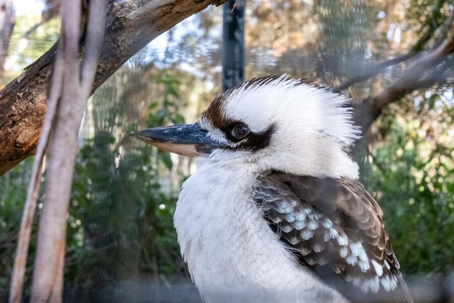 From Melbourne: Phillip Island and Penguin Parade Day Tour - The Penguin Parade at Summerland Beach: the main event at sunset