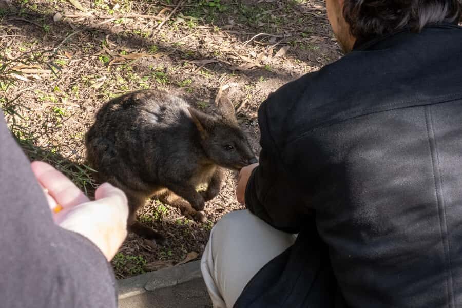 From Melbourne: Phillip Island and Penguin Parade Day Tour - Moonlit Sanctuary: koala lessons and Aussie wildlife you can spot fast