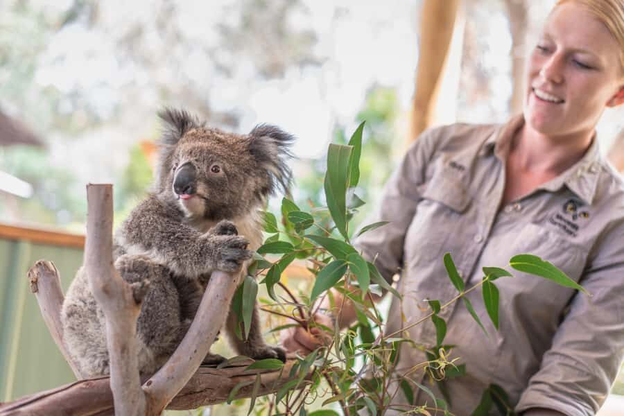 From Melbourne: Phillip Island Penguin Parade Eco Tour - Key things that make this tour work