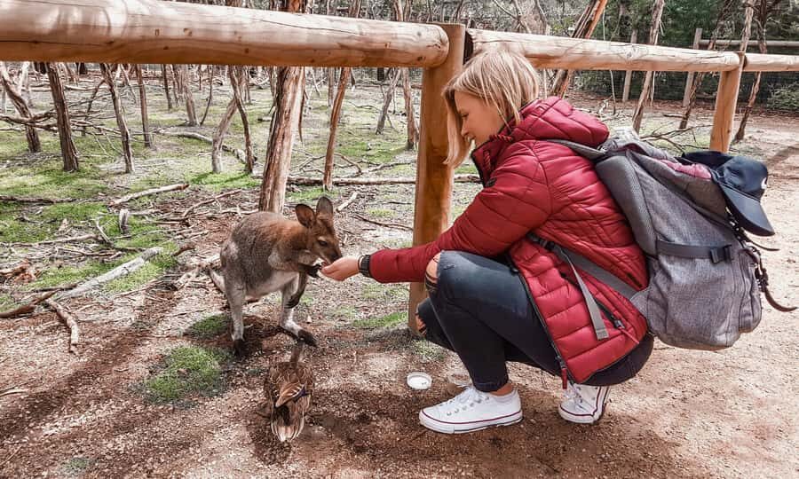 From Melbourne: Phillip Island Penguin Parade Eco Tour - How the Melbourne-to-Phillip Island Day Tour Actually Flows