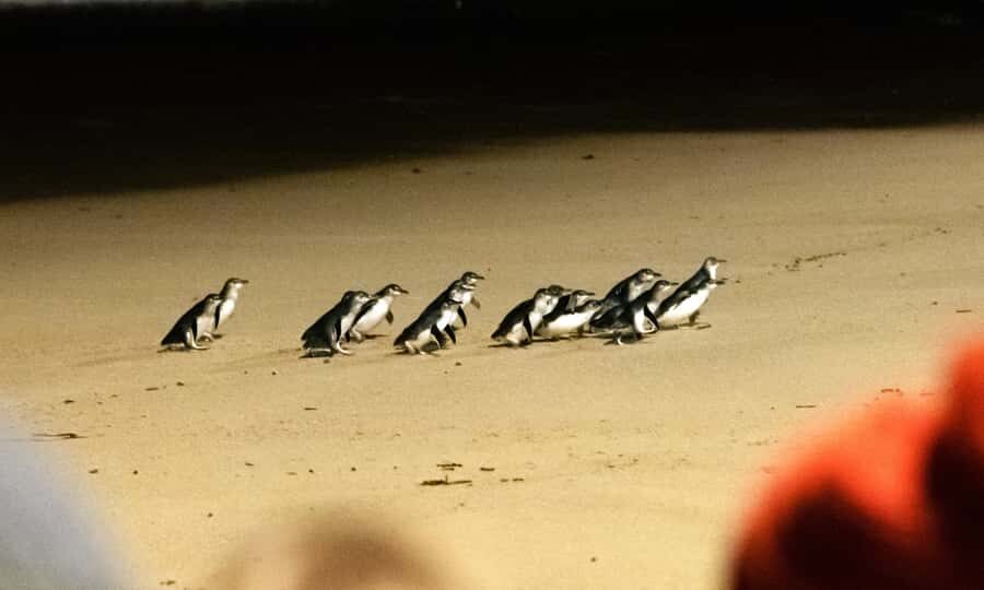 From Melbourne: Phillip Island Penguin Parade Eco Tour - The Nobbies stop: big sea views and wildlife odds