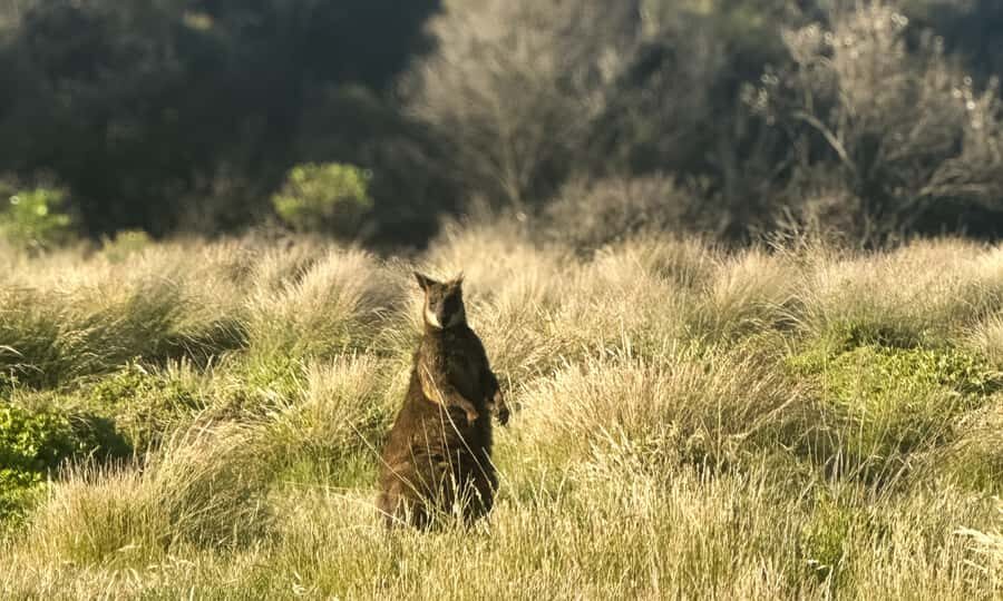 From Melbourne: Phillip Island Penguin Parade Eco Tour - Dinner and the late return to Melbourne