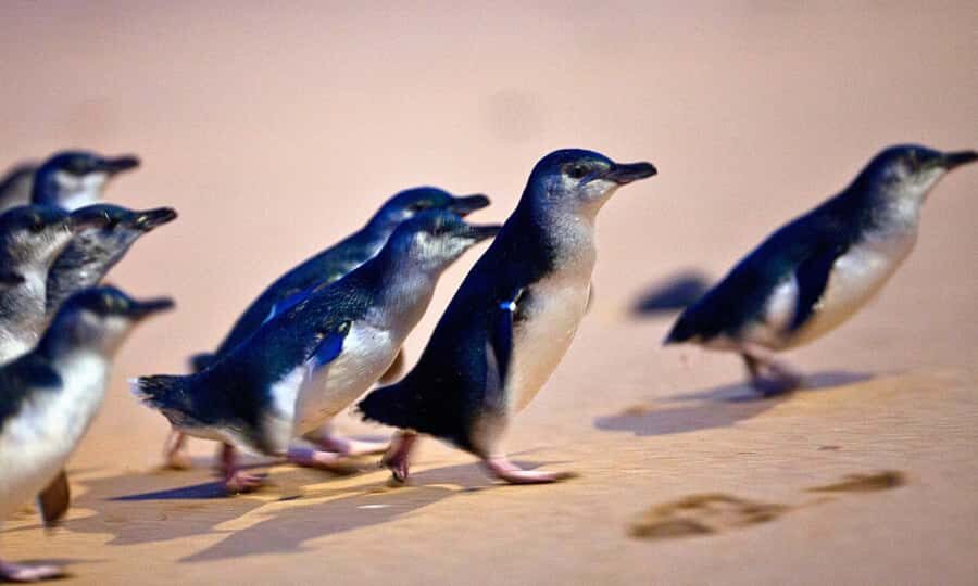 From Melbourne: Phillip Island Penguin Parade Eco Tour - Moonlit Sanctuary: koalas, kangaroos, and a calmer start
