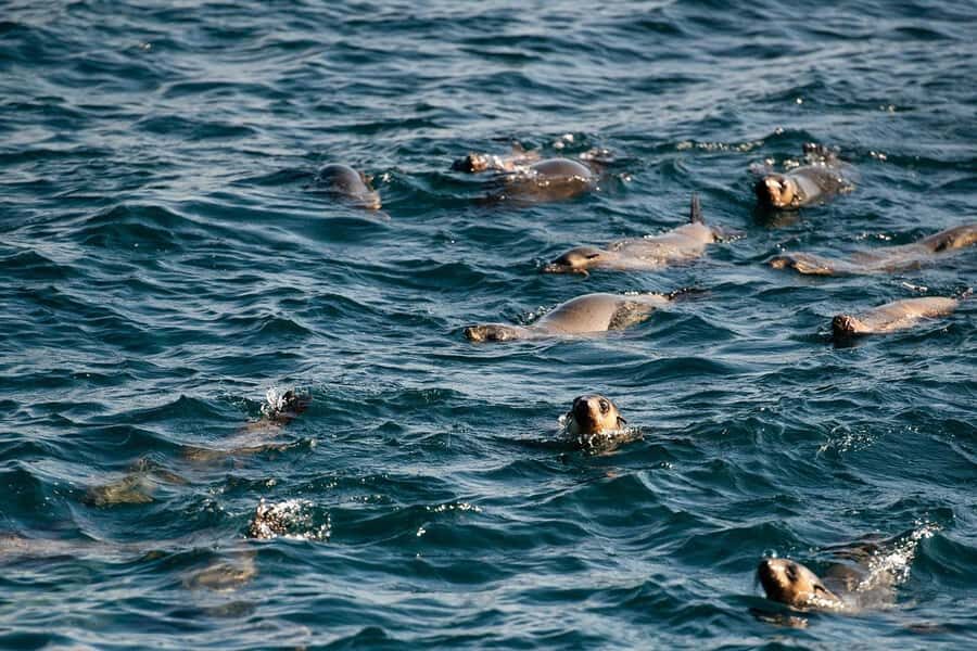 From Melbourne: Phillip Island Penguin Parade Express Tour - Key Reasons This Tour Feels Worth It