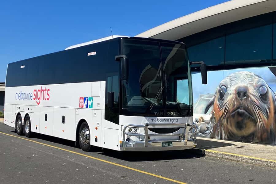 From Melbourne: Phillip Island Penguin Parade Express Tour - Penguins Plus / Premium Viewing: When Extra Money Really Buys Less Stress