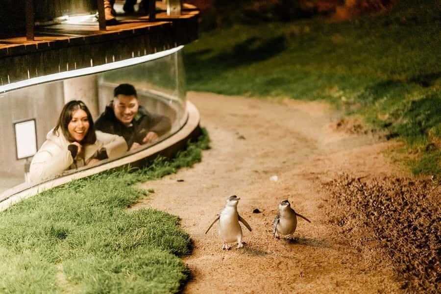 From Melbourne: Phillip Island Penguin Parade Express Tour - The Return to Melbourne by Monash Freeway: Late, Direct, and Surprisingly Efficient