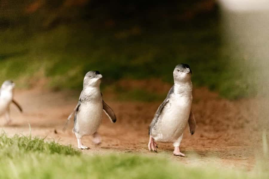 From Melbourne: Phillip Island Penguin Parade Express Tour - What to Pack (So Weather Doesn’t Steal Your Night)