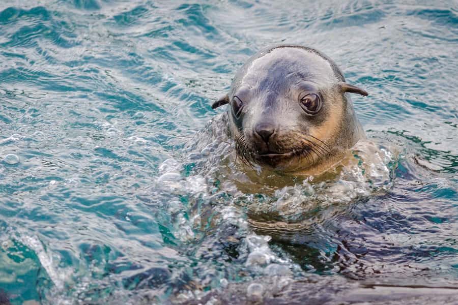 From Melbourne: Phillip Island Penguin Parade Express Tour - Seal Rocks and the Nobbies Centre Boardwalk: Stretch, Look, and Notice the Coastline Details