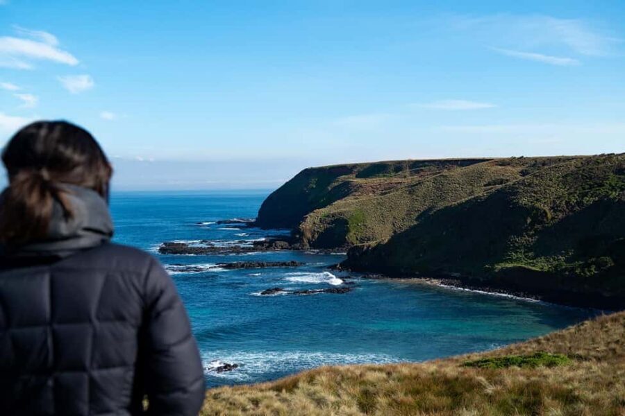From Melbourne: Phillip Island Penguin Plus - Grandstand - Seal Rocks and the Nobbies Centre Boardwalk: Views With Real Payoff