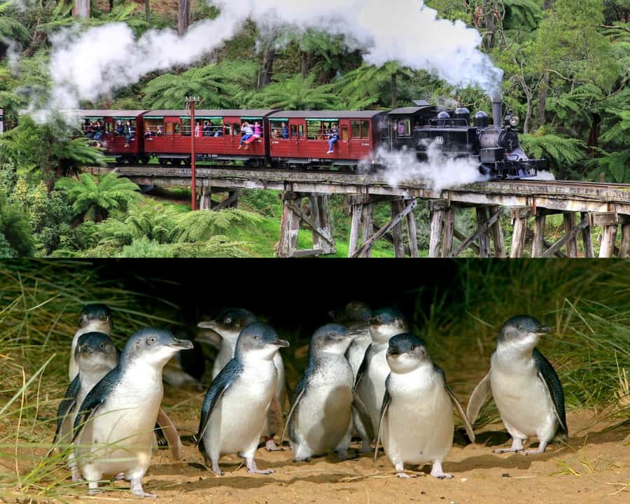 From Melbourne: Puffing Billy and Penguin Parade Combo Tour - Key things that make this combo tour worth your time