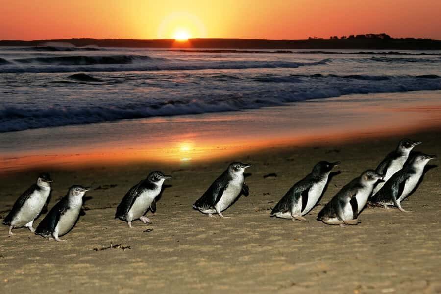From Melbourne: Puffing Billy and Penguin Parade Combo Tour - Getting rolling: Hotel Windsor, a comfy coach, and a long day plan