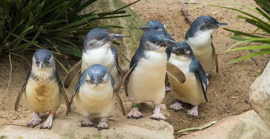From Melbourne: Puffing Billy and Penguin Parade Combo Tour - Nobbies Lookout, Seal Rock, and the Blowhole boardwalk