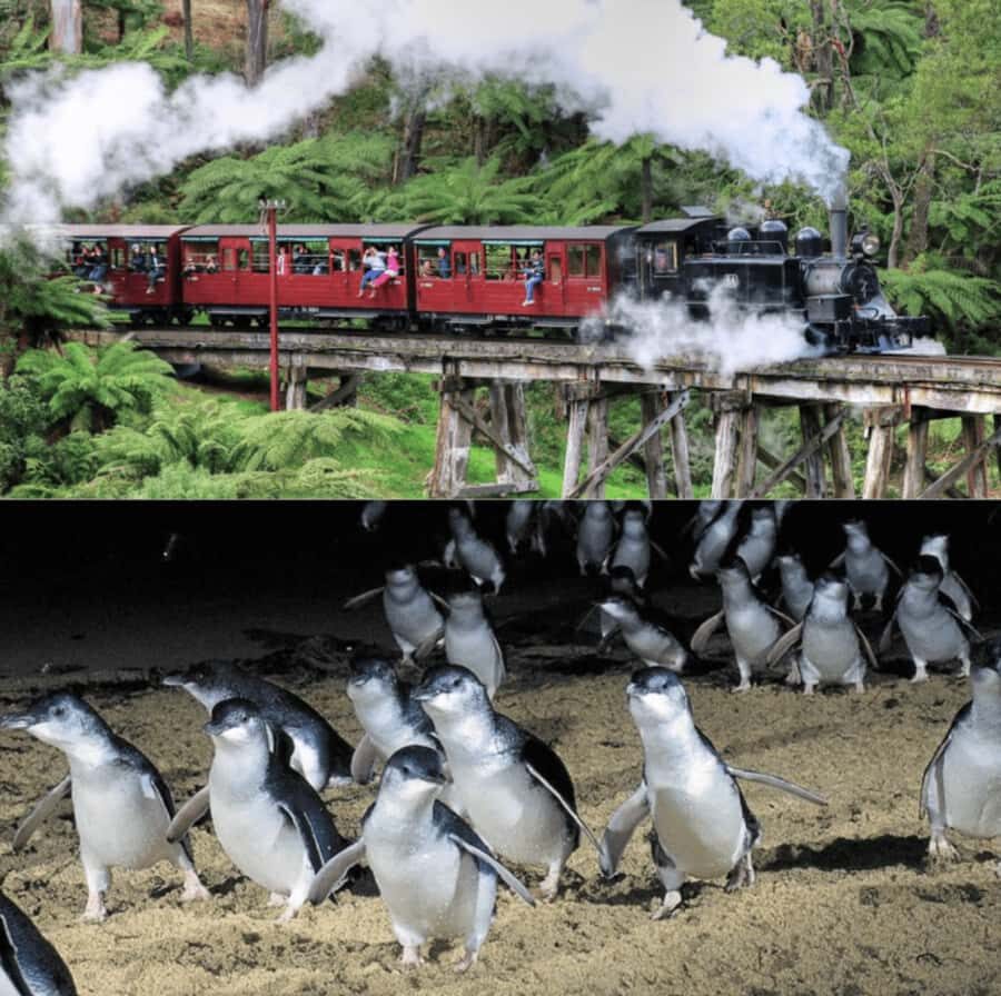 From Melbourne: Puffing Billy and Penguin Parade Combo Tour - Heading to the Penguin Parade: timing that targets sunset energy