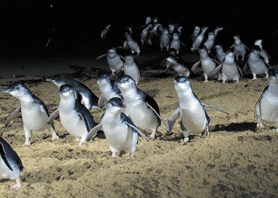 From Melbourne: Puffing Billy and Penguin Parade Combo Tour - Who should book this tour, and who should skip it
