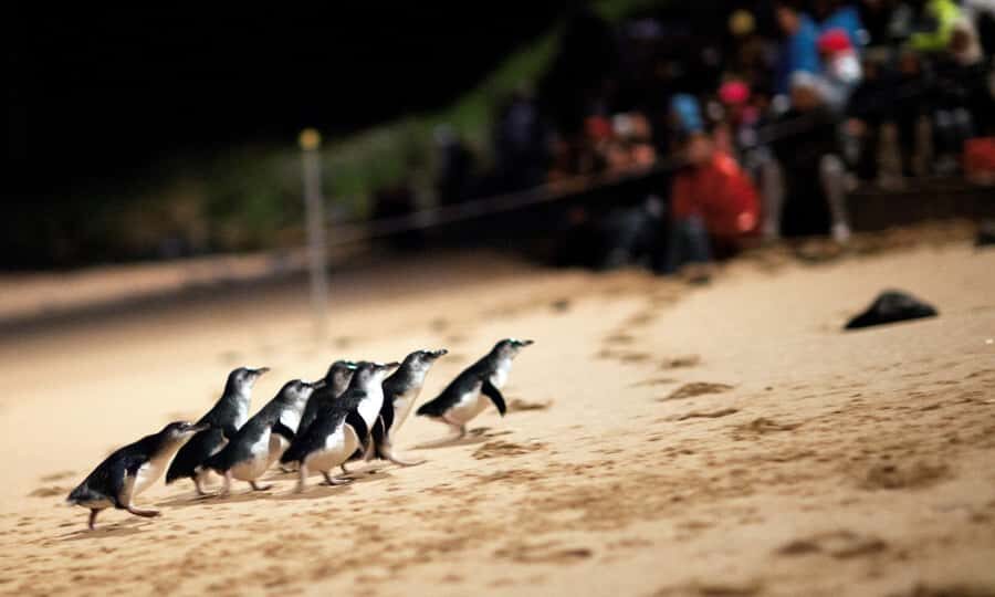 From Melbourne: Puffing Billy & Penguins Combo Tour Package - Belgrave Station and Puffing Billy: the steam-train experience that actually delivers