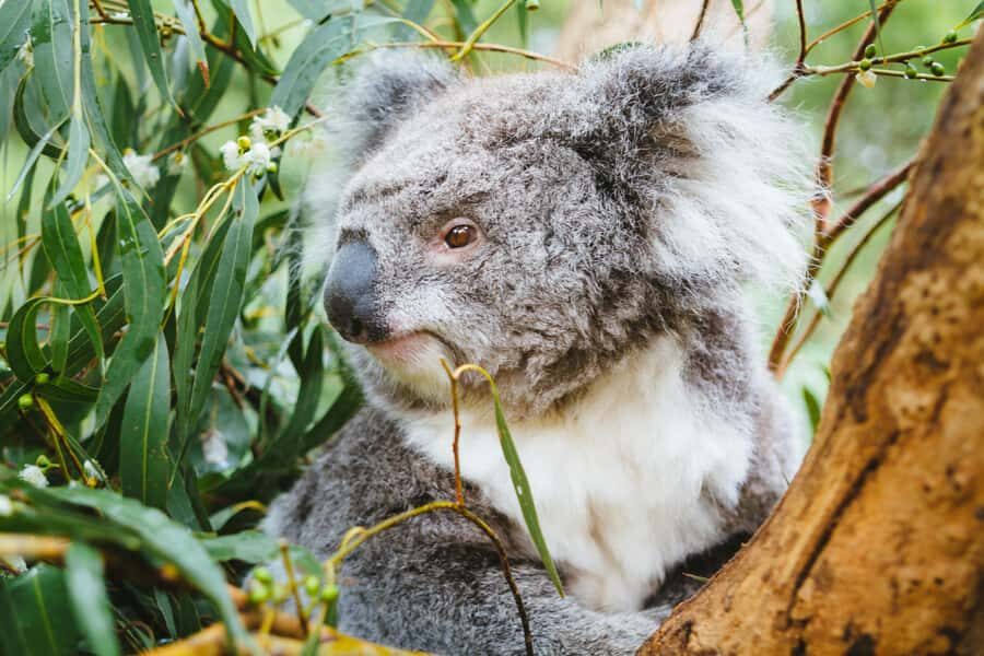 From Melbourne: Puffing Billy Steam Train & Wildlife Tour - The Coach Transfer to Healesville: Staying Comfortable on a Long Day