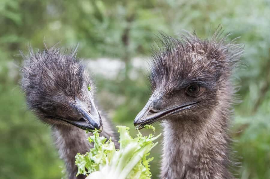 From Melbourne: Puffing Billy Steam Train & Wildlife Tour - What Guides Add (and Why It Matters): The Human Touch