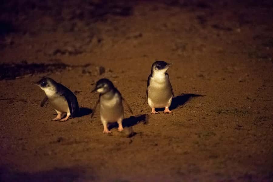 From Melbourne: Puffing Billy Train & Penguin Wildlife Tour - Phillip Island Penguins: what twilight viewing is really like