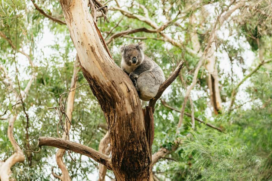 From Melbourne: Small-Group Great Ocean Road Day Trip - Key things I’d pay attention to