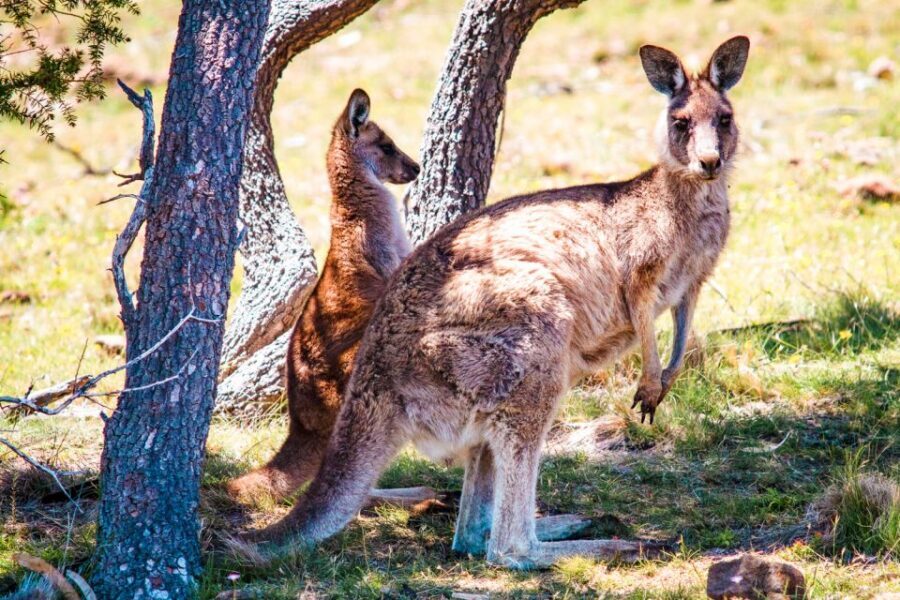 From Melbourne: Small Group Great Ocean Road Tour - Twelve Apostles: the iconic payoff, plus the time you’ll want down low
