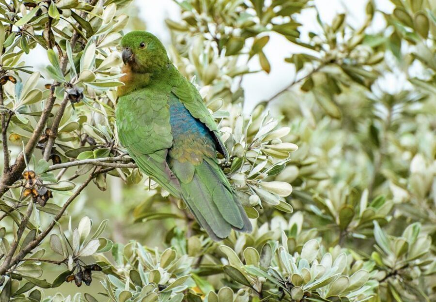 From Melbourne: Small Group Great Ocean Road Tour - Price and value: what $173 buys you in a long, guided day