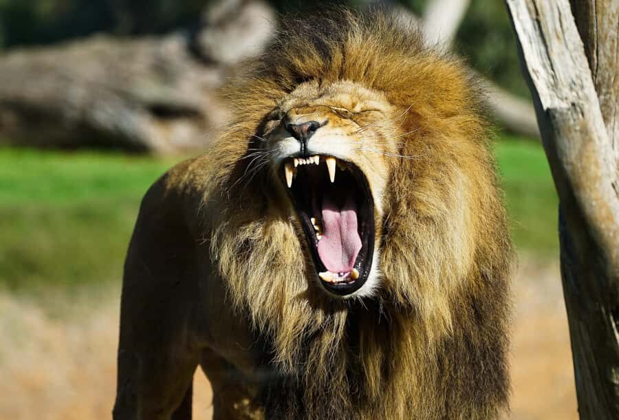 From Melbourne: Werribee Open Range Zoo & Werribee Mansion - Who This Day Trip Is Best For