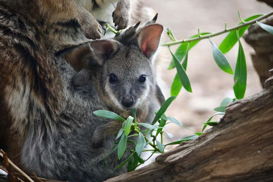 From Melbourne: Werribee Open Range Zoo & Werribee Mansion - Rules That Can Affect Your Comfort (So Read This Part)