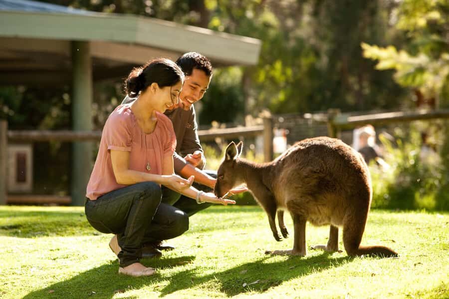 From Melbourne: Yarra Valley Wildlife & Wine Day Tour - Key Highlights You’ll Care About