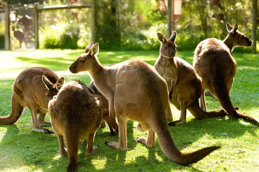 From Melbourne: Yarra Valley Wildlife & Wine Day Tour - Healesville Sanctuary on 75 acres: kangaroos, koalas, and real watching time