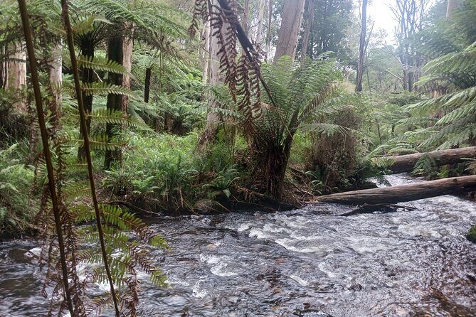 Fruit Picking & Nature Private Tour Yarra Valley & Warburton - Warburton Along the Yarra River for an Easy Lunch Break