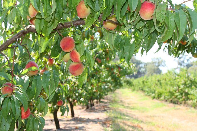 Fruit Picking & Nature Private Tour Yarra Valley & Warburton - How Long Is This Day, Really? Timing That Makes Sense