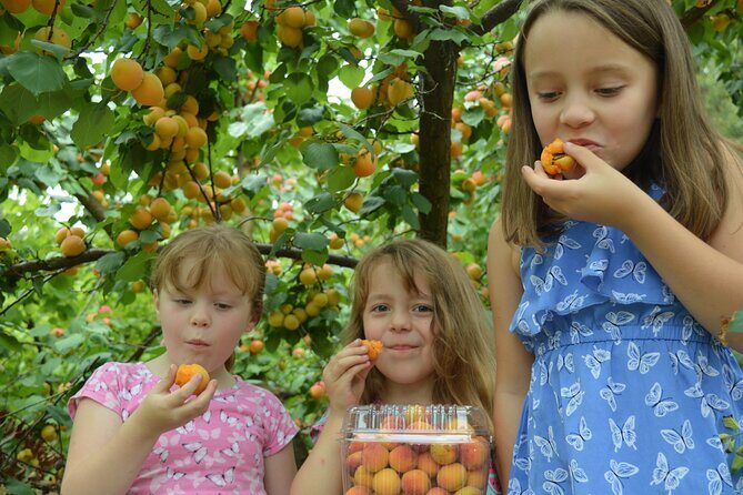 Fruit Picking & Nature Private Tour Yarra Valley & Warburton - Price and Value: What You Pay Beyond the Headline Amount