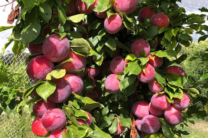 Fruit Picking & Nature Private Tour Yarra Valley & Warburton - Who This Tour Fits Best (and Who Might Skip It)