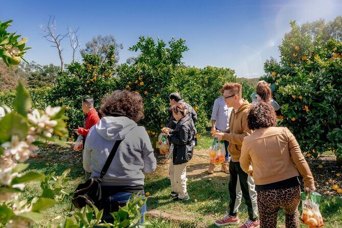 Fruit Picking & Nature Private Tour Yarra Valley & Warburton - Rayner’s Orchard Tractor-Trailer Fruit Picking (What You Do and Why It’s Fun)