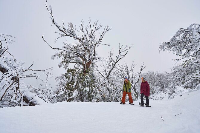 Full-Day Mount Buller Tour - Weather reality: snow days don’t always go as planned