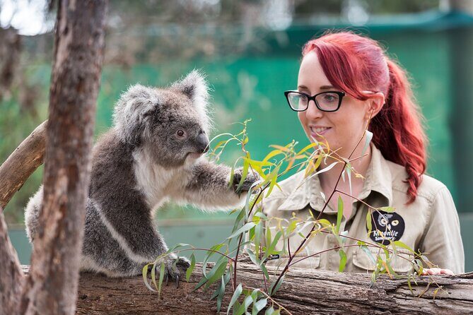 Full-Day Phillip Island Tour with Kangaroo, Koala and Penguin Parade - Key things to know before you go