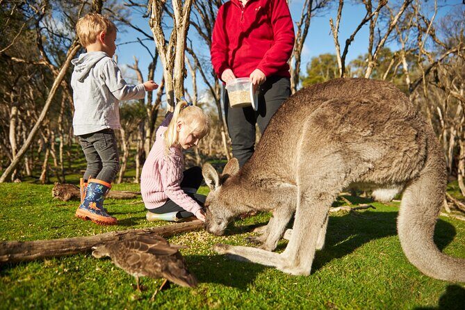 Full-Day Phillip Island Tour with Kangaroo, Koala and Penguin Parade - Price and logistics: what $104 buys you (and what it doesn’t)